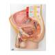3B Scientific 8000898 Catheterization Basic Kit - Male, Anatomical Model