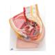 3B Scientific 8000899 Catheterization Basic Kit - Female, Anatomical Model