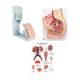 3B Scientific 8000899 Catheterization Basic Kit - Female