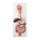 3B Scientific 8000995 Auscultation Training Set, Digestive System Model 3-Part