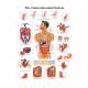 3B Scientific 8000995 Auscultation Training Set, Gastrointestinal System Chart