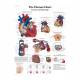 3B Scientific 8000995 Auscultation Training Set, Human Heart Chart