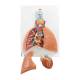 3B Scientific 8000995 Auscultation Training Set, Lung Model with Larynx 5-Part