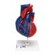 3B Scientific 8000995 Auscultation Training Set, Magnetic Heart Model 5-Part