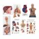 3B Scientific 8000995 Auscultation Training Set