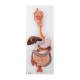 3B Scientific 8000996 Advanced Lab Auscultation Training Set, Digestive System Model 3-Part