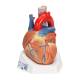 3B Scientific 8000996 Advanced Lab Auscultation Training Set, Heart Model 7-Part