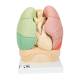 3B Scientific 8000996 Advanced Lab Auscultation Training Set, Segmented Lung Model