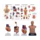 3B Scientific 8000996 Advanced Lab Auscultation Training Set