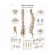 3B Scientific 8001095 Complete Spinal Injection Kit, Spinal Column Chart