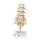 3B Scientific 8001095 Complete Spinal Injection Kit, Lumbar Vertebral Column Model
