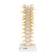 3B Scientific 8001095 Complete Spinal Injection Kit, Thoracic Vertebral Column Model