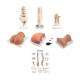 3B Scientific 8001095 Complete Spinal Injection Kit