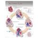 The Cardiac Cycle Laminated