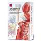 Anatomy Flash Cards