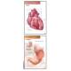 Anatomy Flash Cards