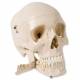 Skull Model with Teeth for Extraction - 4 Part