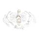 3B Scientific Model A05-1 Disarticulated Full Skeleton with 3 Part Skull - 3B Smart Anatomy