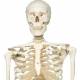 Stan the Standard Skeleton on Hanging Roller Stand - 3B Smart Anatomy