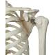 Stan the Standard Skeleton on Hanging Roller Stand - 3B Smart Anatomy