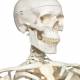Stan the Standard Skeleton on Hanging Roller Stand - 3B Smart Anatomy