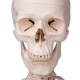 3B Scientific A10-1 Stan the Standard Skeleton on Hanging Roller Stand - 3B Smart Anatomy