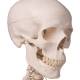 3B Scientific A10-1 Stan the Standard Skeleton on Hanging Roller Stand - 3B Smart Anatomy