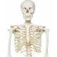 Stan the Standard Skeleton on Hanging Roller Stand - 3B Smart Anatomy