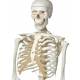 Stan the Standard Skeleton on Hanging Roller Stand - 3B Smart Anatomy