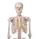 3B Scientific A10-1 Stan the Standard Skeleton on Hanging Roller Stand - 3B Smart Anatomy
