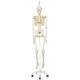 Stan the Standard Skeleton on Hanging Roller Stand - 3B Smart Anatomy