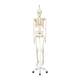 3B Scientific A10-1 Stan the Standard Skeleton on Hanging Roller Stand - 3B Smart Anatomy