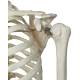 Stan the Standard Skeleton on Pelvic Mounted Roller Stand - 3B Smart Anatomy