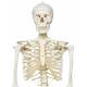 Stan the Standard Skeleton on Pelvic Mounted Roller Stand - 3B Smart Anatomy