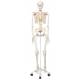 Stan the Standard Skeleton on Pelvic Mounted Roller Stand - 3B Smart Anatomy