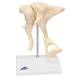 Ossicles - Magnified 20 Times Life Size