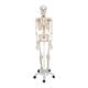 3B Scientific Model A10 Stan the Standard Skeleton on Pelvic Mounted Roller Stand - 3B Smart Anatomy