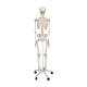 3B Scientific Model A10 Stan the Standard Skeleton on Pelvic Mounted Roller Stand - 3B Smart Anatomy