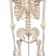 3B Scientific Model A10 Stan the Standard Skeleton on Pelvic Mounted Roller Stand - 3B Smart Anatomy