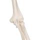 3B Scientific Model A10 Stan the Standard Skeleton on Pelvic Mounted Roller Stand - 3B Smart Anatomy