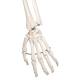 3B Scientific Model A10 Stan the Standard Skeleton on Pelvic Mounted Roller Stand - 3B Smart Anatomy