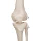 3B Scientific Model A10 Stan the Standard Skeleton on Pelvic Mounted Roller Stand - 3B Smart Anatomy