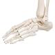 3B Scientific Model A10 Stan the Standard Skeleton on Pelvic Mounted Roller Stand - 3B Smart Anatomy