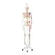 3B Scientific A11-1 Max the Muscle Skeleton on Hanging Roller Stand - 3B Smart Anatomy