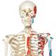 3B Scientific A11-1 Max the Muscle Skeleton on Hanging Roller Stand - 3B Smart Anatomy