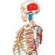 Max the Muscle Skeleton on Hanging Roller Stand - 3B Smart Anatomy