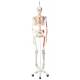 Max the Muscle Skeleton on Hanging Roller Stand