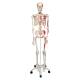3B Scientific A11 Max the Muscle Skeleton on Pelvic Mounted Roller Stand - 3B Smart Anatomy