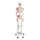 3B Scientific A11 Max the Muscle Skeleton on Pelvic Mounted Roller Stand - 3B Smart Anatomy