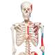 3B Scientific A11 Max the Muscle Skeleton on Pelvic Mounted Roller Stand - 3B Smart Anatomy